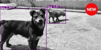 YOLO vision detection identifying dogs with confidence scores in grayscale image.